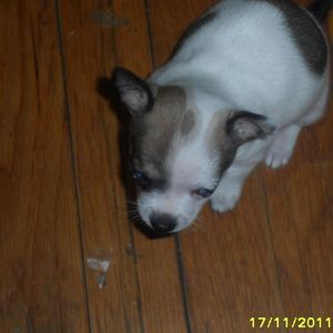 Meet your Posher, Antonio